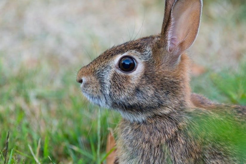 bunny pdf